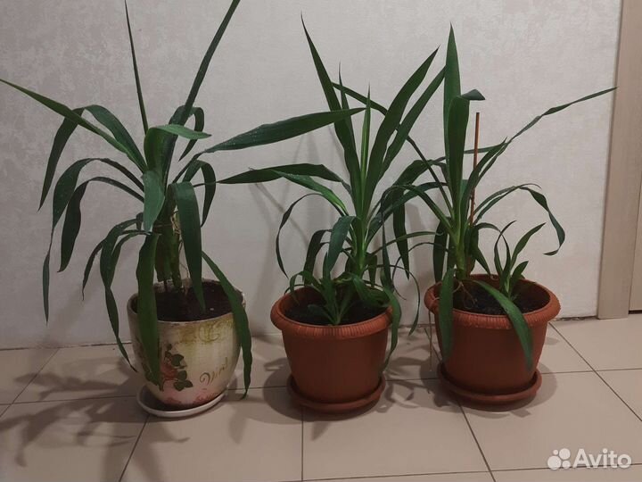 Пальма юкка