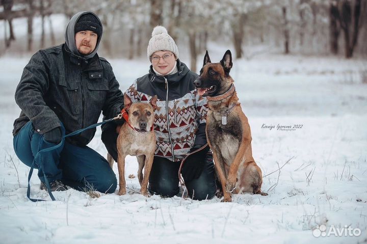 Дрессировка собак. Услуги кинолога. окд,зкс,апс