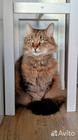 Дивной красы кошка ищет дом