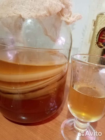 Чайный гриб комбуча