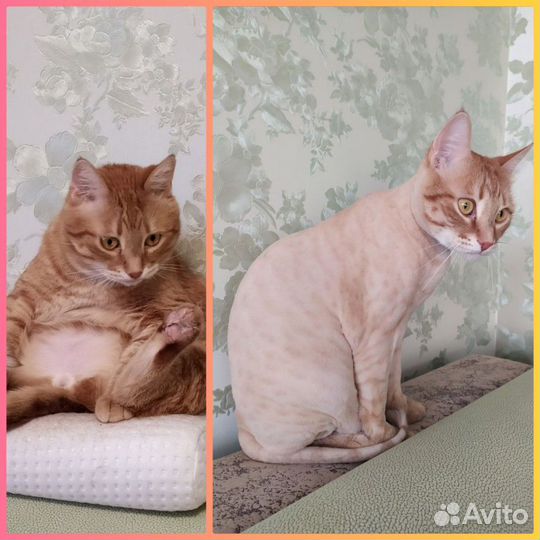 Стрижка кошек и собак с выездом на дом, все районы