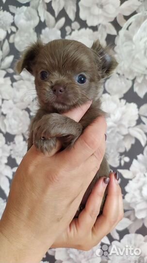 Лиловая мини девочка