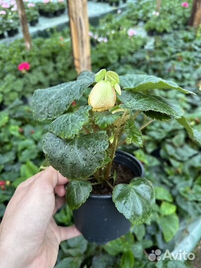 Рассада цветов. Петуния