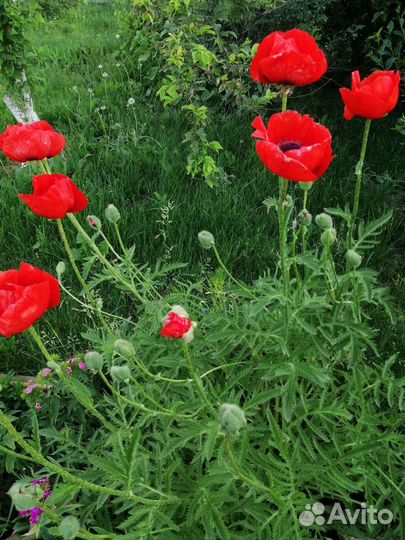 Мак декоративный