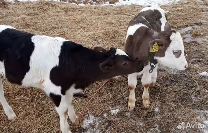 Бычки на откорм