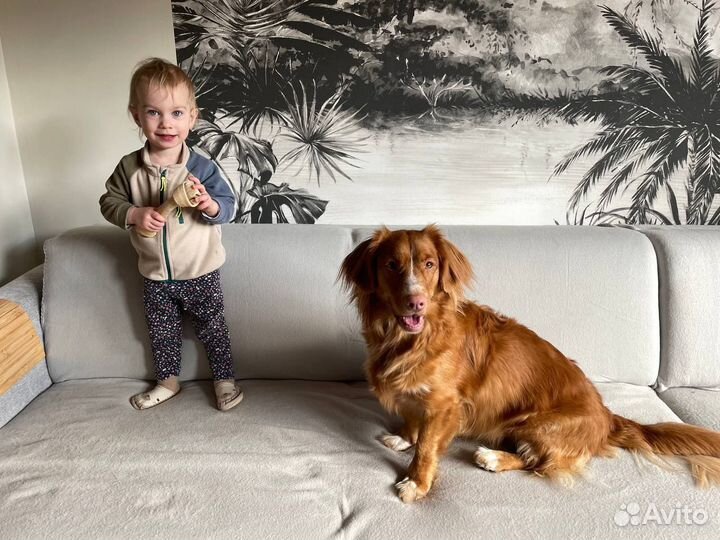 Кинолог зоопсихолог