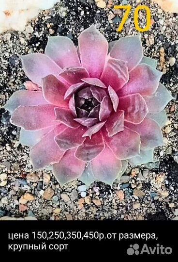 Молодило каменная роза