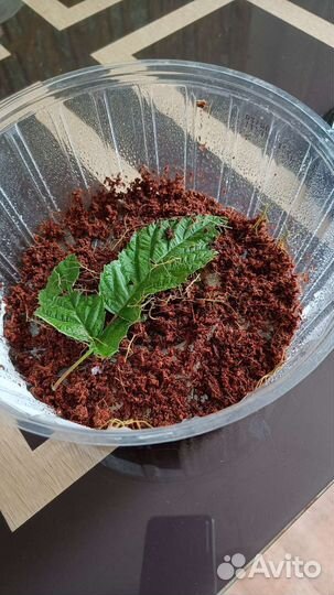 Палочники