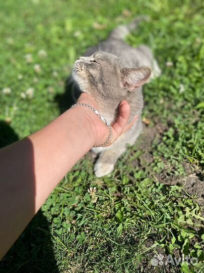 Котик
