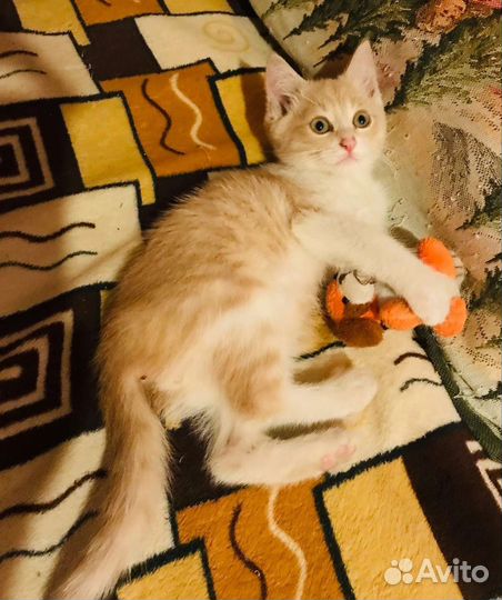 Котик идёт семью