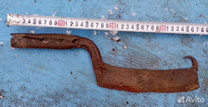 Сучкоруб древний