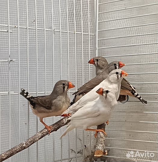 Зебровые амадины