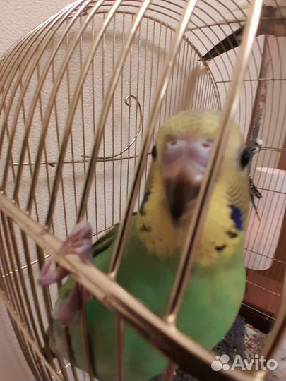 Волнистый попугай, самочки