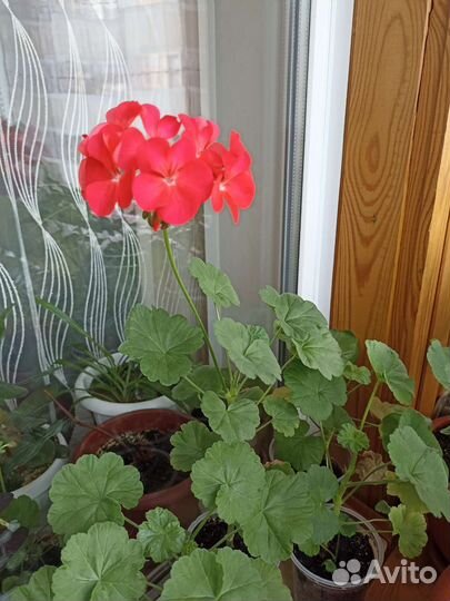Пеларгония герань
