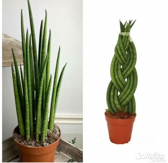 Сансевиерия цилиндрика