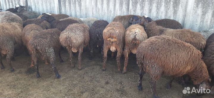 Овцематки и пере-ярки