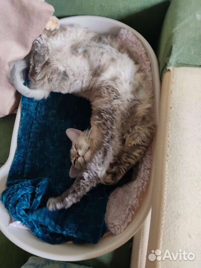 Кошки