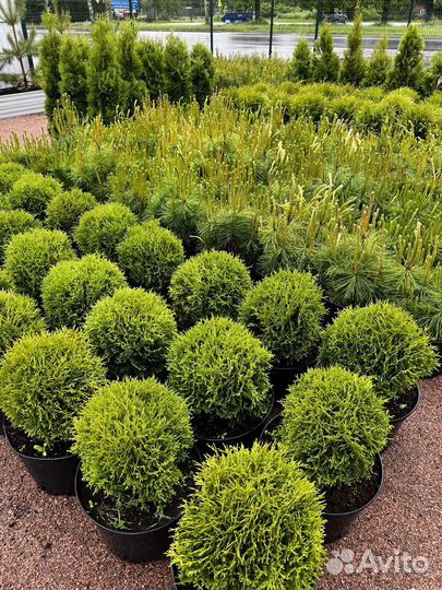 Липа крупнолистная