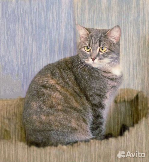 Кошка в добрые руки