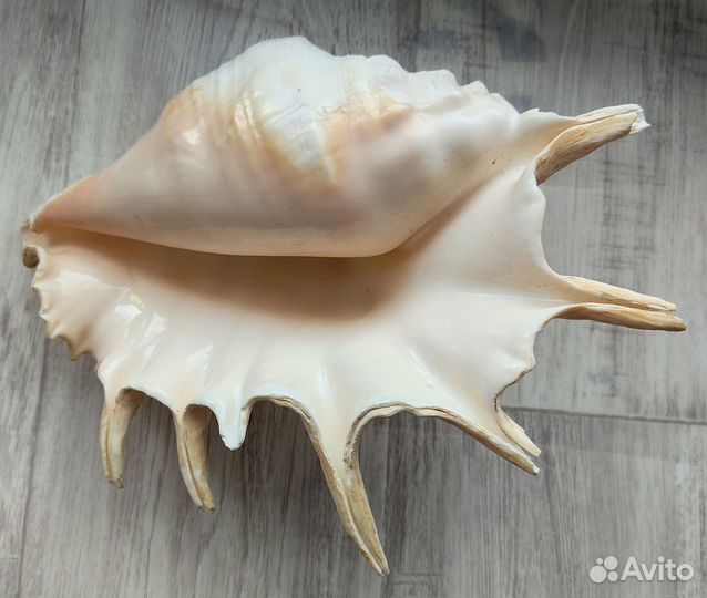 Лямбис Трунката Lambis truncanta морская раковина