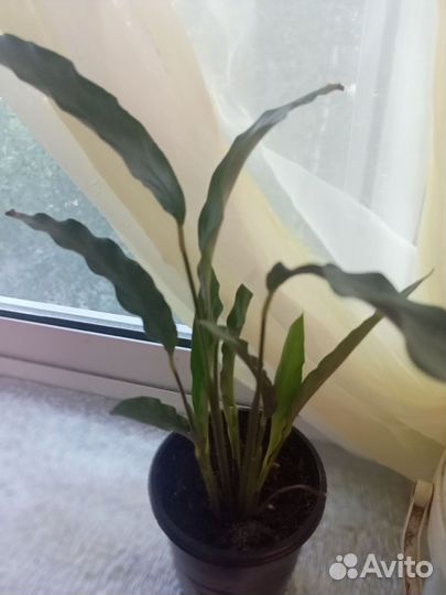 Калатея Руфибарба