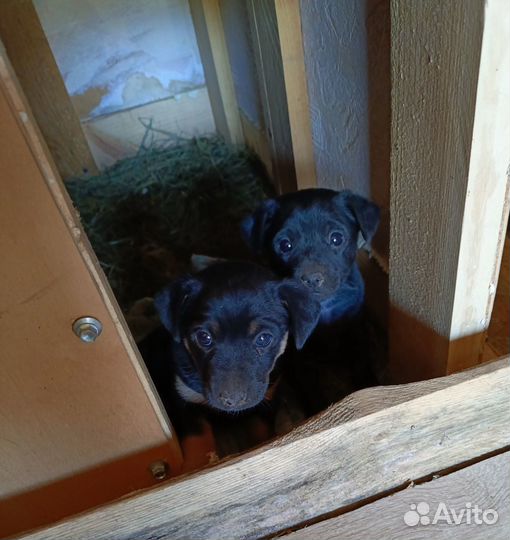 Щенки ягдтерьера