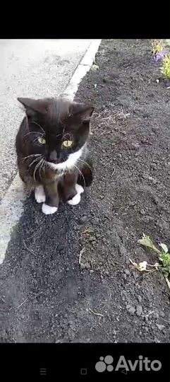 В добрые руки