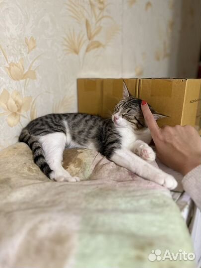 Котёнок, нежная девочка, 5 мес