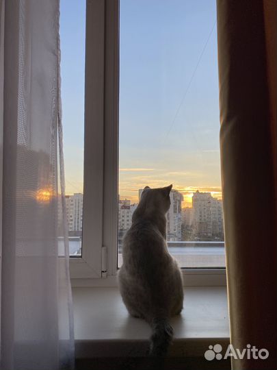 Вязка с шотландским прямоухим котом