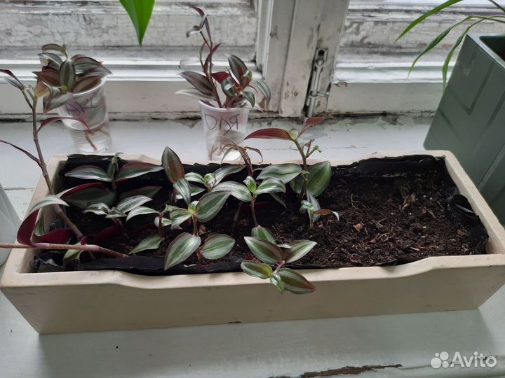 Комнатные растения