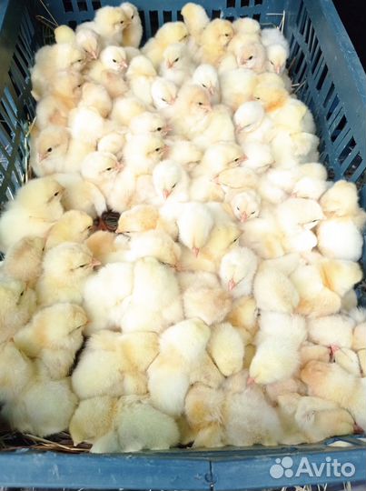 Петушок суточный