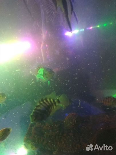Аквариумные рыбки