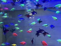 Тернеция - аквариумные рыбки