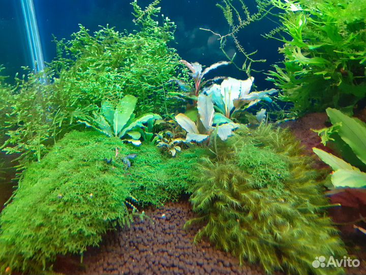 Растения для аквариума