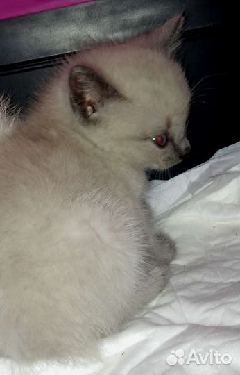 Милые котята (подкидыши)
