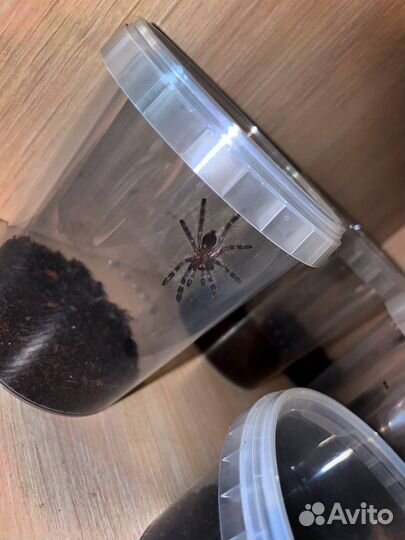 Пауки птицееды