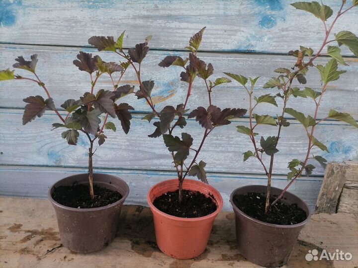 Сакура, айва, спирея, пузыреплодники, калина