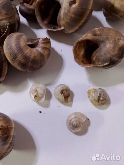 Панцари от Улиток