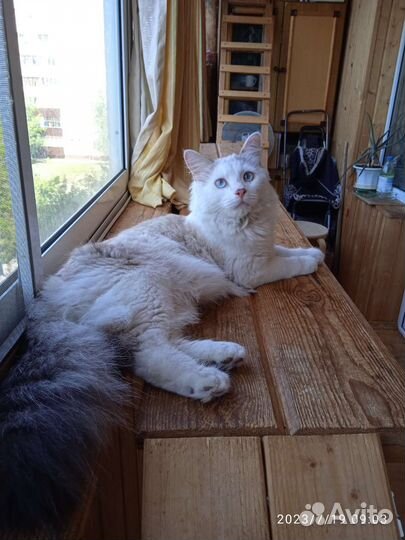 Молодой котик
