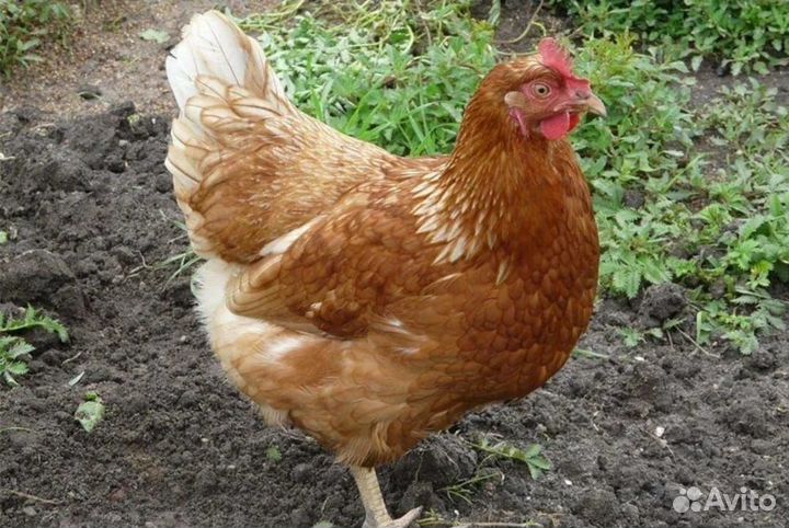 Куры несушки яичного направления