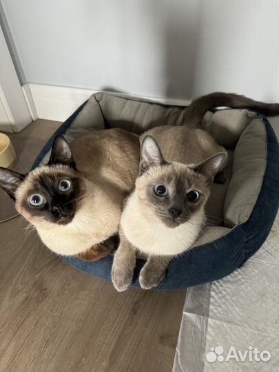 Тайские кошки