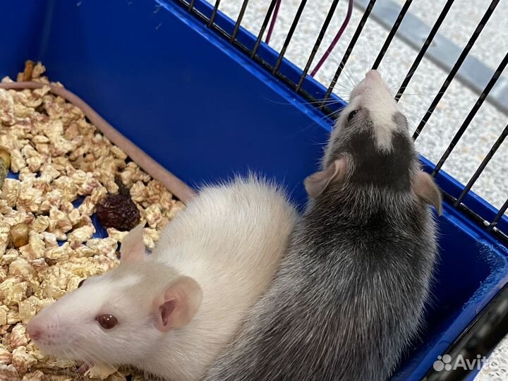 Декоративная крыса