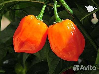 Семена острого перчика 1 часть