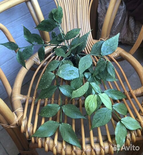 Хойя - Сортовые Редкие Хойи #2 - Срезка