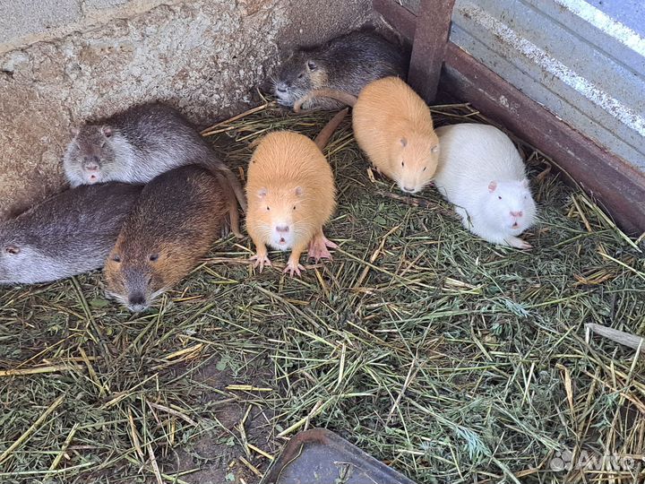 Нутрии и кролики