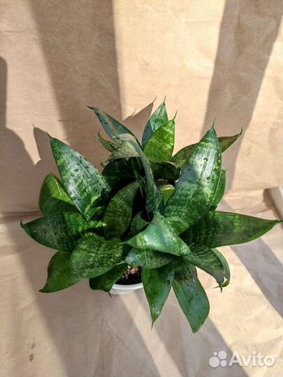 Сансевиерия ханни