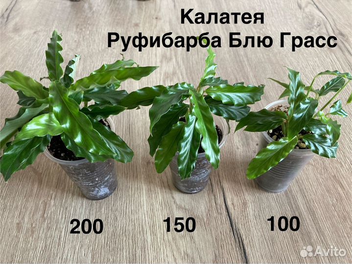 Сциндапсусы, сингониумы, калатея