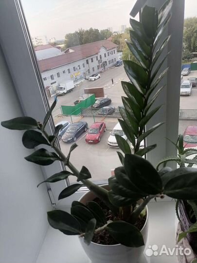 Замиокулькас