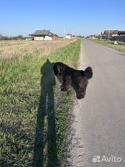 Ньюфаундленд ждет невесту