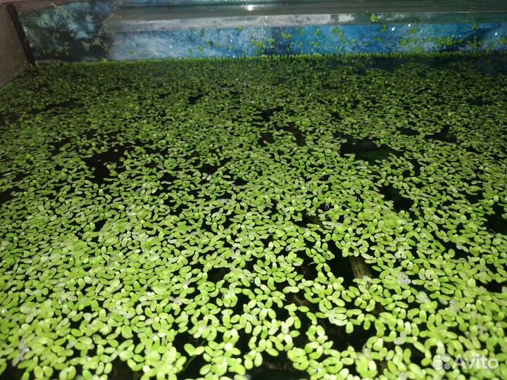 Ряска в аквариум